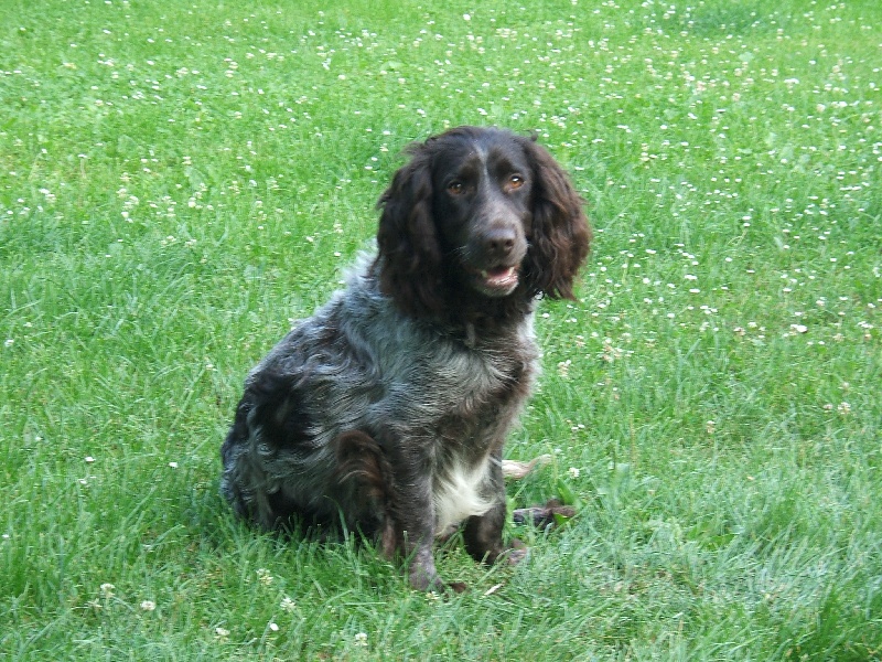 Cabriole des monts d'argonne